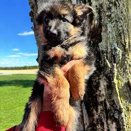 Dixie (orange collar) - Black and red female German Shepherd puppy in Union City, Ohio from God’s Gifts German Shepherds