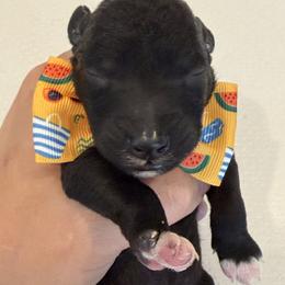 Bedlington Terrier Puppies from Little Starz Bedlington