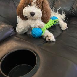 Luna - Goldendoodle