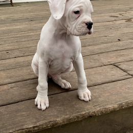 Boxer Puppies from Nancy Baeten