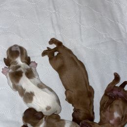 Cavalier King Charles Spaniel Puppies from Cassie’s Cavaliers