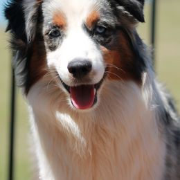 Hope - Blue merle Miniature American Shepherd puppy in Meadows Of Dan, Virginia from Nashira