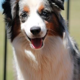Hope - Blue merle Miniature American Shepherd puppy in Meadows Of Dan, Virginia from Nashira