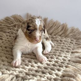 Snickerdoodle - Red merle male Assorted Doodle Crosses puppy in Waco, Georgia from Huff Family Doxies & Doodles