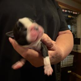 Male 1 - Black and white male Boston Terrier puppy in Covington, Georgia from Tuxedo Bostons of Atlanta