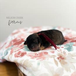 Amethyst - Black & tan female Maltipoo puppy in Huntsville, Texas from Nelson Creek Farms