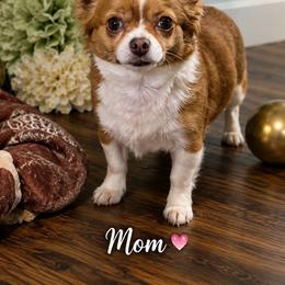 Cinnamon - Chihuahua