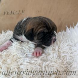 Fawn with mask - Fawn female Great Dane puppy in Greenville, South Carolina from Allen’s Ridge Ranch