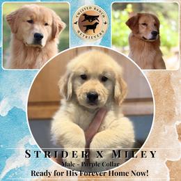 Purple Collar - Golden male Golden Retriever puppy in Fair Oaks, California from Twisted Ranch Retrievers