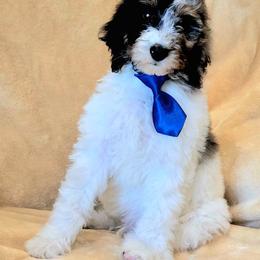 Kona - Merle male Sheepadoodle puppy in Heyburn, Idaho from Royal T Acres