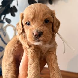 Sam - Golden male Cockapoo puppy in Alexandria, Alabama from Bright and Beautiful Cockapoos and Doodles