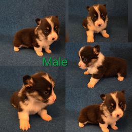 Green Male - White and black male Pembroke Welsh Corgi puppy in Madera, California from RRR Corgis