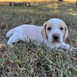 AKC Levi - Lemon and white male Beagle puppy in Rogersville, Missouri from Hales Little Beagle Haven