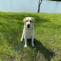 Cece - Labrador Retriever