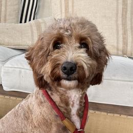 Reba - Bernedoodle