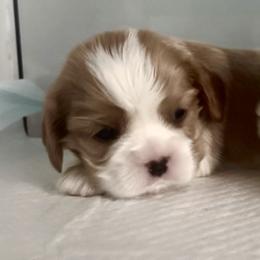 Divine's Believe I Will Always Love You - Dolly - Blenheim female Cavalier King Charles Spaniel puppy in Mt. Ulla, North Carolina from Divine Cavaliers
