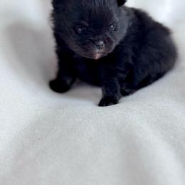Squish - Black male Pomeranian puppy in Canandaigua, New York from Fingerlakes Pomeranians