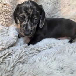 Salem - Dapple male Dachshund puppy in Lady Lake, Florida from Sausage Squad Kennels
