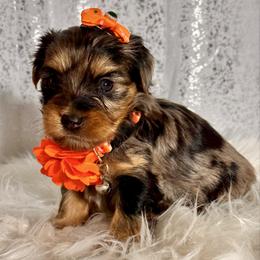 Pebbles - Tan female Yorkshire Terrier puppy in Denver, Colorado from Melrey's paws