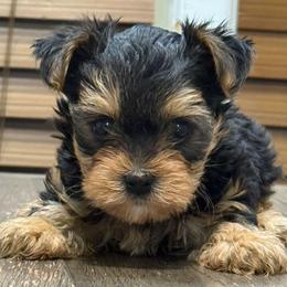Rory - Black and tan male Yorkipoo puppy in Lebanon, Kentucky from Mosaic Merle Doodles