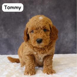 Tommy - Apricot male Goldendoodle puppy in Mint Hill, North Carolina from DoodleForever
