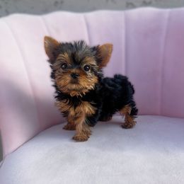 Poppi - 6800 - Black and tan female Yorkshire Terrier puppy in Surprise, Arizona from Enchanted Yorkies