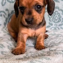 Dachshund Puppies from Shotzie Doxie Co.