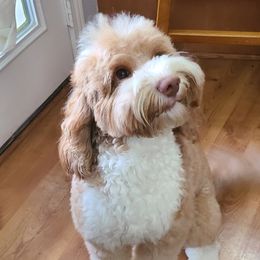 Teddy - Australian Labradoodle