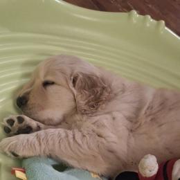 Golden Retriever Puppies from Life is Golden