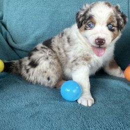 Australian Shepherd puppies from Cypress Aussies