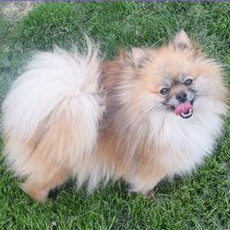 Muffin - Pomeranian