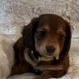 Carmen - Chocolate and tan female Dachshund puppy in Austin, Texas from Glorious Minis