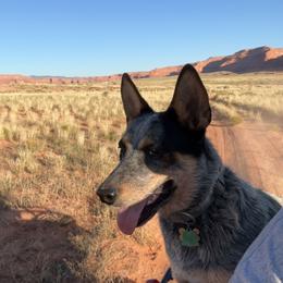 Reins - Blue speckled female Australian Cattle Dog puppy in Rock Point, Arizona from Tully’s Cattledogs