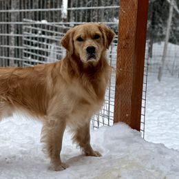 Tanner - Golden Retriever