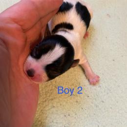 Boy 2 - Parti male Yorkshire Terrier puppy in Watertown, New York from NNYYorkies