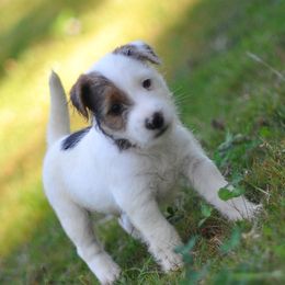 Jack Russell Terrier puppies from Ethical Jacks