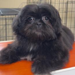 SHANNEL - Shih Tzu