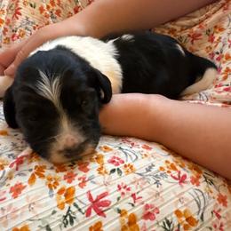 Kaia - Black and white female English Springer Spaniel puppy in St Johnsbury, Vermont from Paradise Valley Springers
