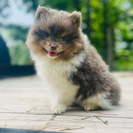 Wallace (Lavender and Tan Tri Parti Male) - Lavender male Pomeranian puppy in Buck Valley, Pennsylvania from Buck Valley Pomeranians