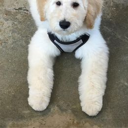 Bernedoodle and Goldendoodle Puppies from Greatly Graced Southern Doodles