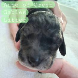 Marilla - Merle female Double Doodle puppy in Rockvale, Tennessee from Kingwood Doodles