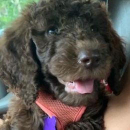 Bernedoodles, Goldendoodles, and Poodles from Sterling Star Doodles