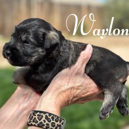 Waylon AKC - Salt and pepper male Miniature Schnauzer puppy in Victorville, California from West Coast Royal Miniature Schnauzer