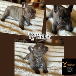 PJ - Brindle and white male French Bulldog puppy in Billings, Montana from Yellowstone Frenchies
