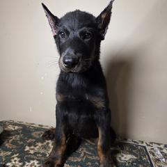 Bentley - Black and tan male Beauceron puppy in Vale, North Carolina from Von Katzenstein Kennel