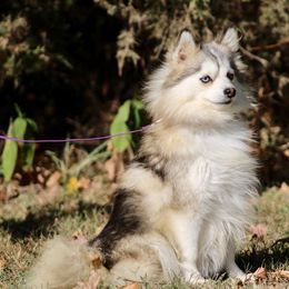 Silvia - Pomsky