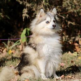 Silvia - Pomsky
