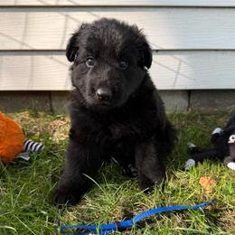 Rio - Black male German Shepherd puppy in Pennock, Minnesota from Shakopee Creek German Shepherds