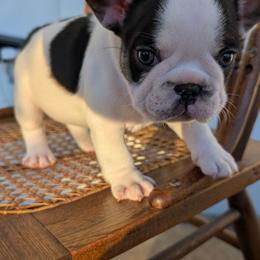 Holly Holstein - Tricolors female French Bulldog puppy in Fort Atkinson, Wisconsin from Bishop Bullyz