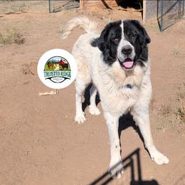 Buck - Colorado Mountain Dog